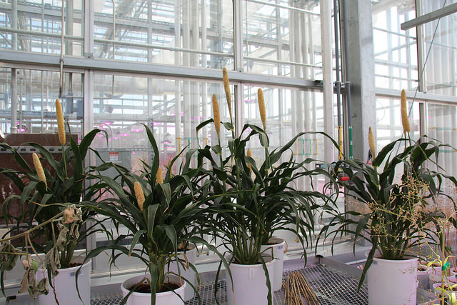 Pearl Millet Greenhouse