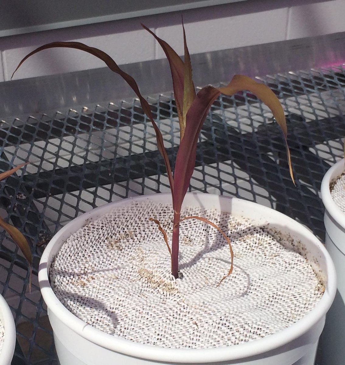 Phenotyping Attempt