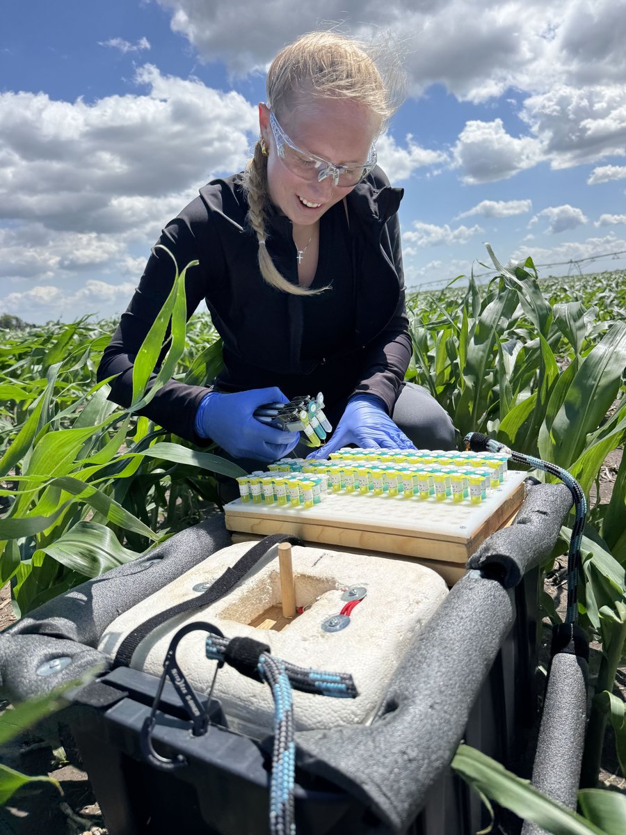 Researcher collecting pre-labeled leaf tissue samples in a maize field using the rapid field tissue collection system.